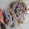 Lint used by birds to build nests