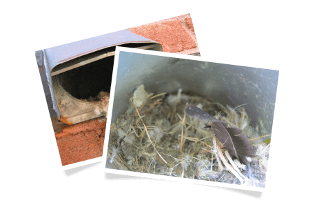 Trappe extérieure sans grillage / Nid d’oiseau dans la trappe extérieure